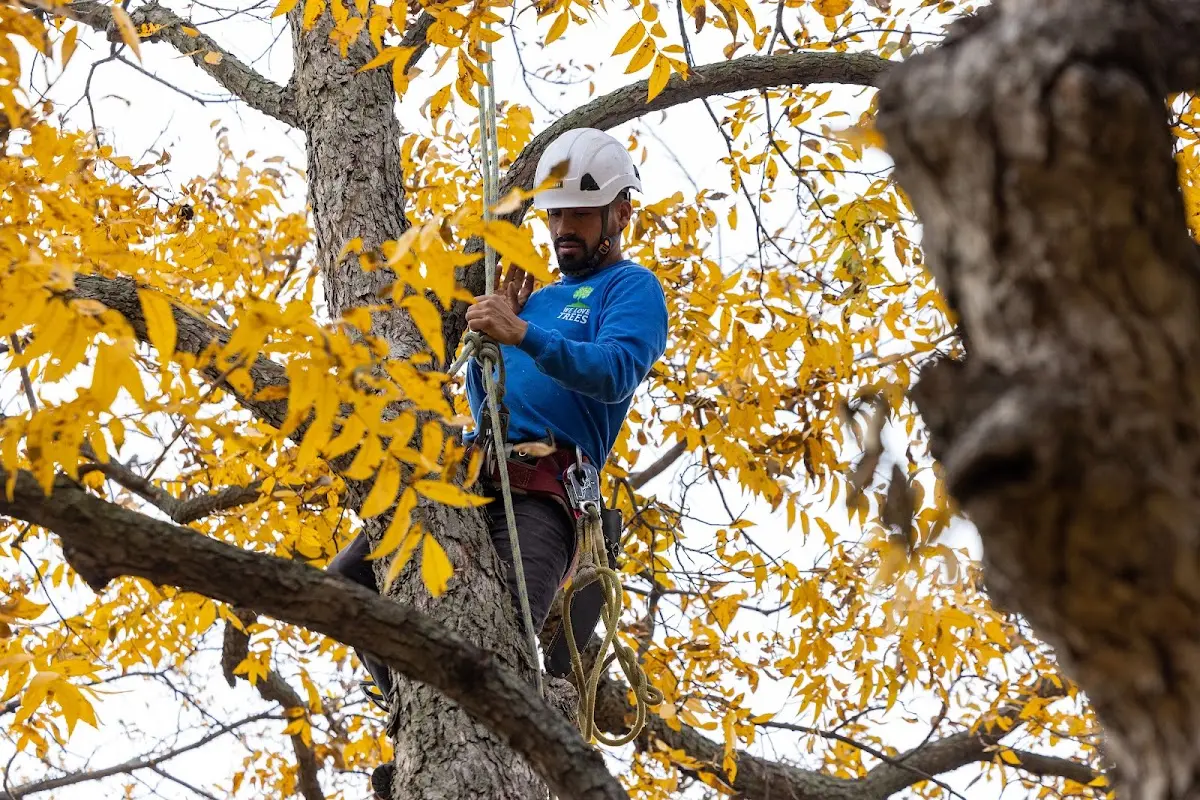 Skilled Tree Trimming crew working in Union